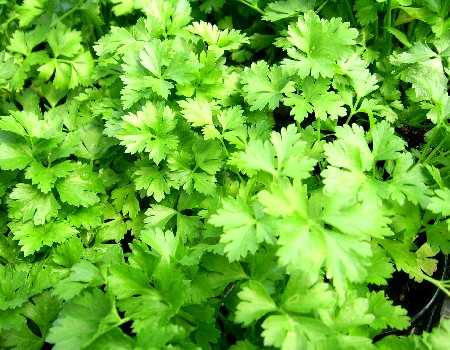 Flat Leaf Parsley